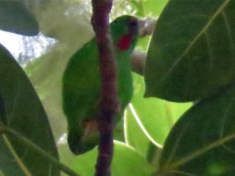 Wallace's Hanging-Parrot