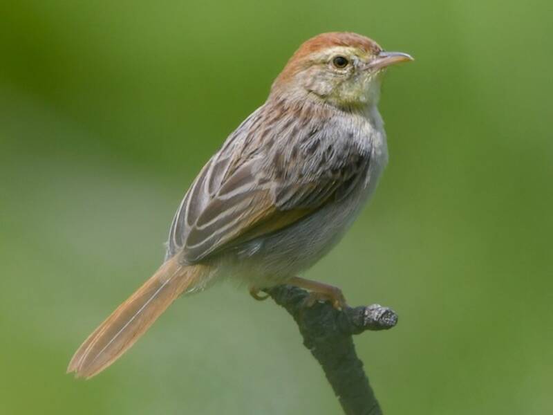 Wailing Cisticola