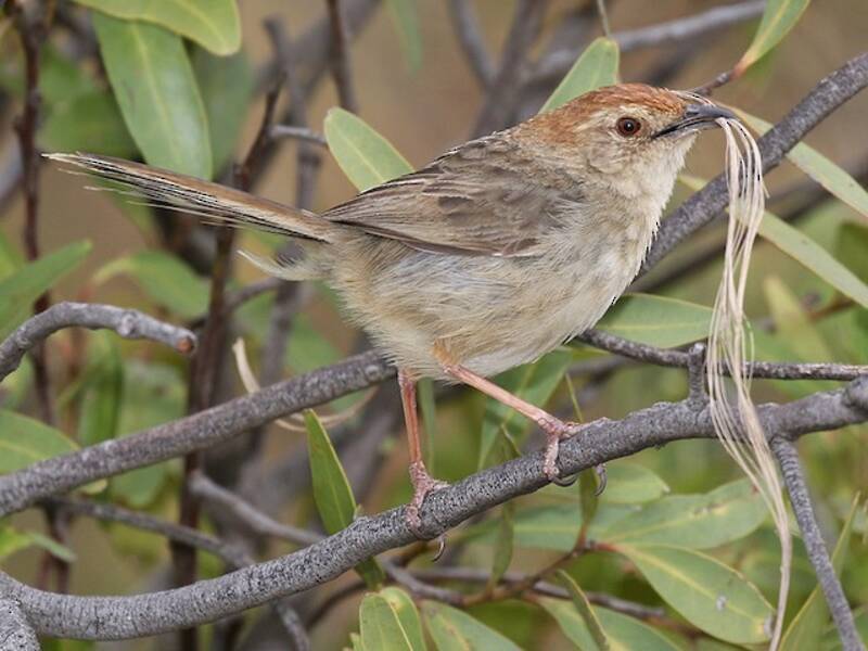 Wailing Cisticola, 照片 3