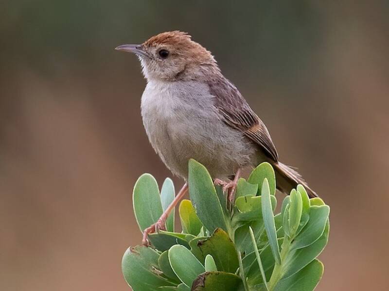 Wailing Cisticola, 照片 2