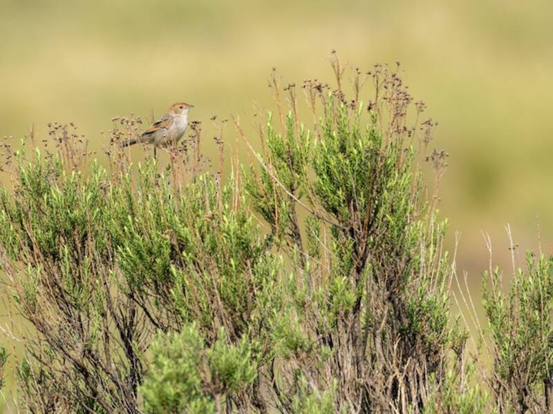 Wailing Cisticola, 照片 4