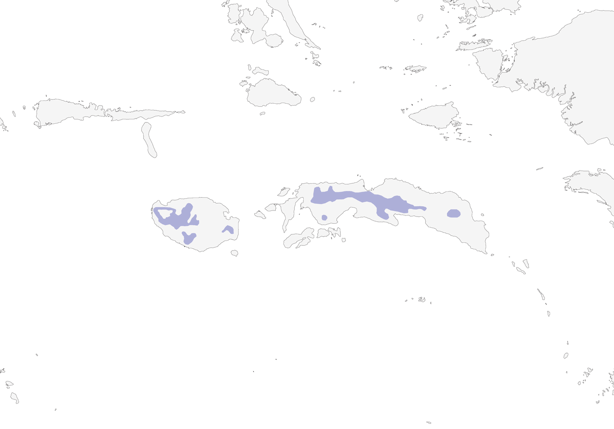 Mizomela di Wakolo, Distribuzione 1