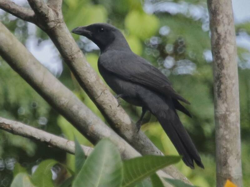 Wallacean Cuckooshrike