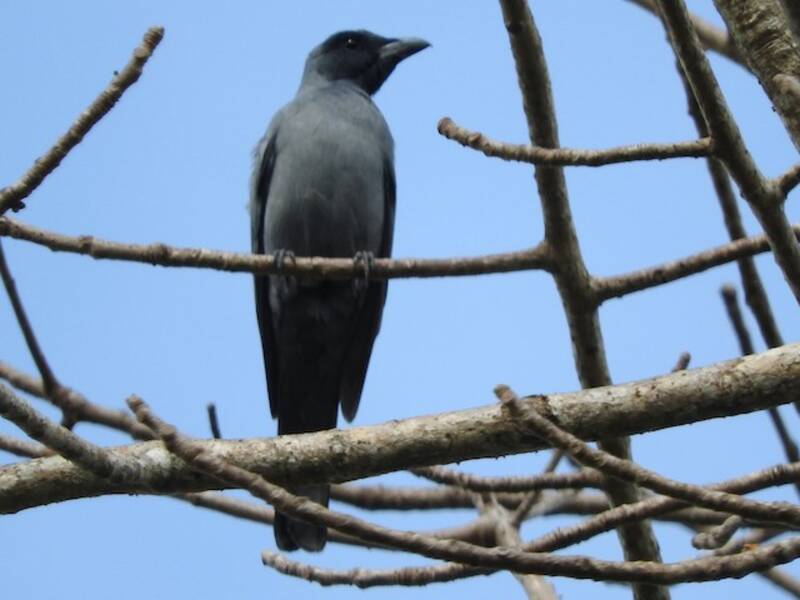 Wallacean Cuckooshrike, 照片 2