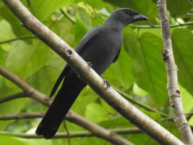 Wallacean Cuckooshrike, 照片 4