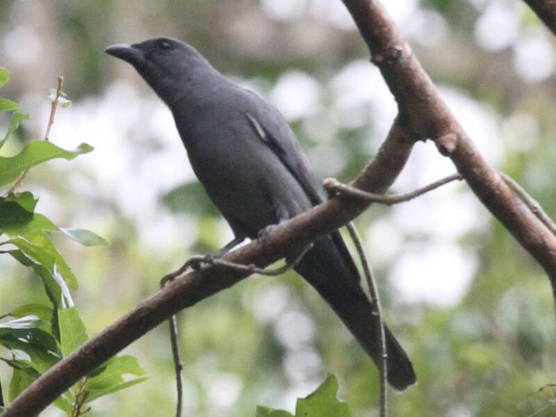 Wallacean Cuckooshrike, 照片 3