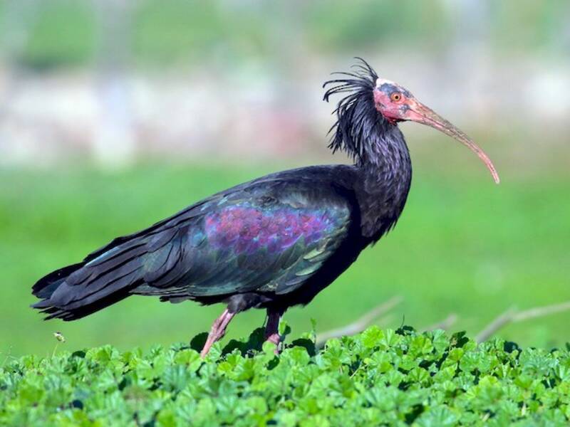 Ibis eremita, Foto 3