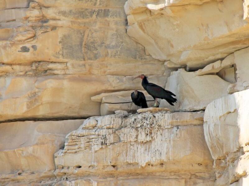 Northern Bald Ibis (Geronticus eremita)