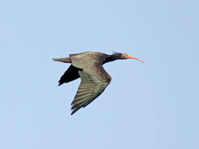 Ibis eremita, Foto 4