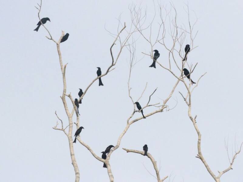 Drongo de Wallacea, Fotos 3