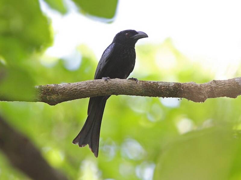 Drongo de Wallacea, Fotos 2