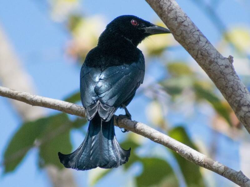 Drongo de Wallacea, Fotos 4