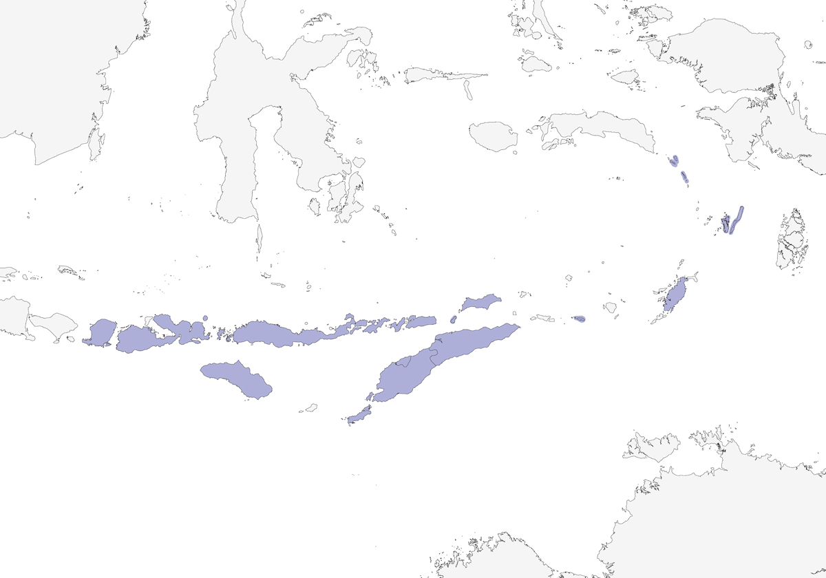 Drongo de Wallacea, Distribución 1