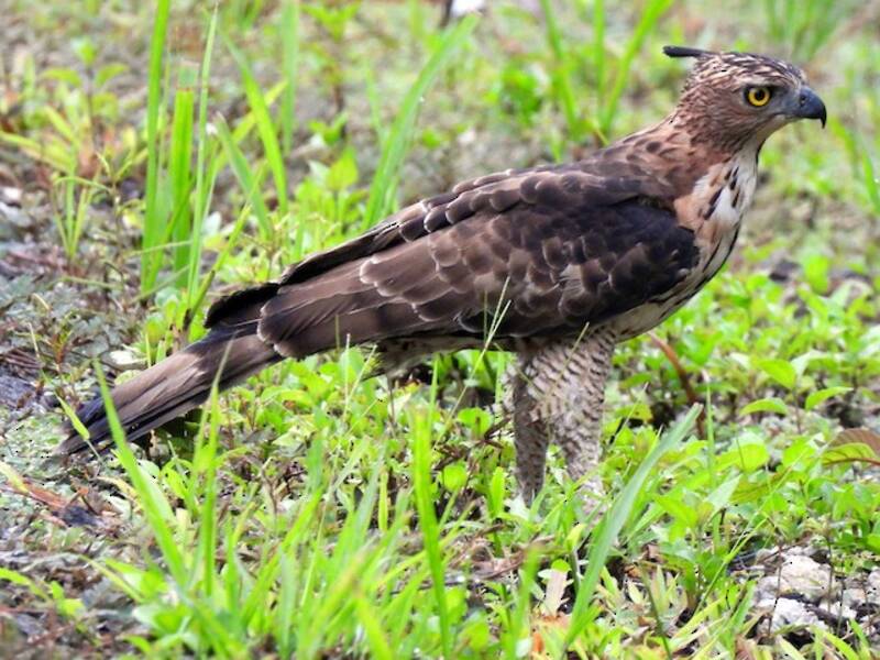 Wallace's Hawk-Eagle, 照片 2