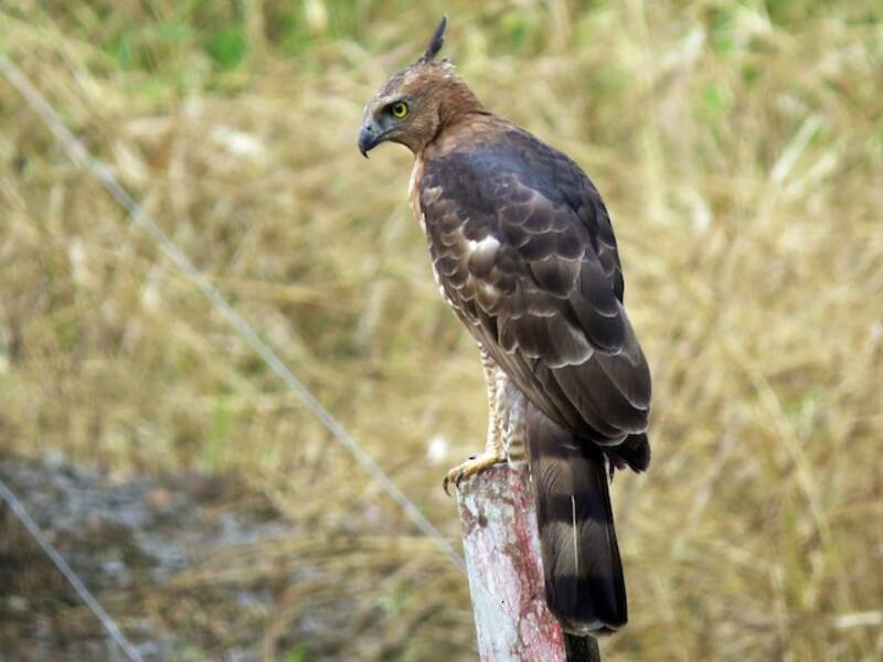 Wallace's Hawk-Eagle, 照片 3