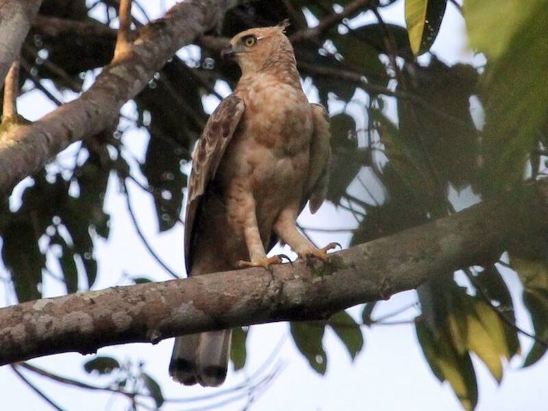 Wallace's Hawk-Eagle, 照片 4