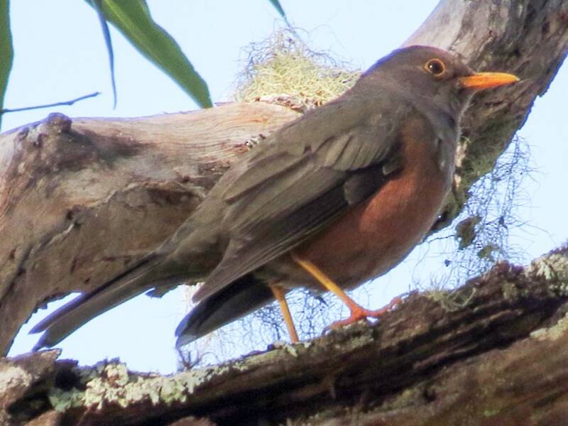 Wallacean Island-Thrush, Photos 3