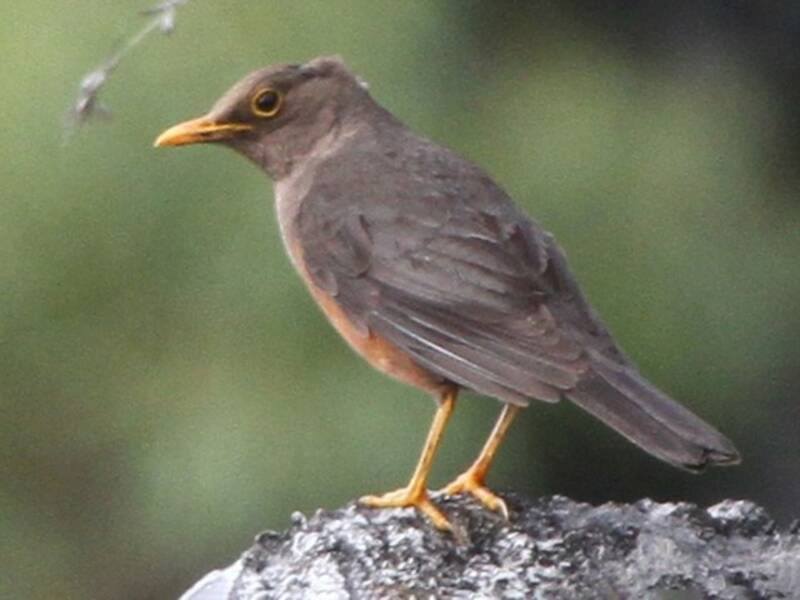 Wallacean Island-Thrush, Photos 4