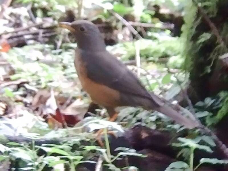 Wallacean Island-Thrush, Photos 2