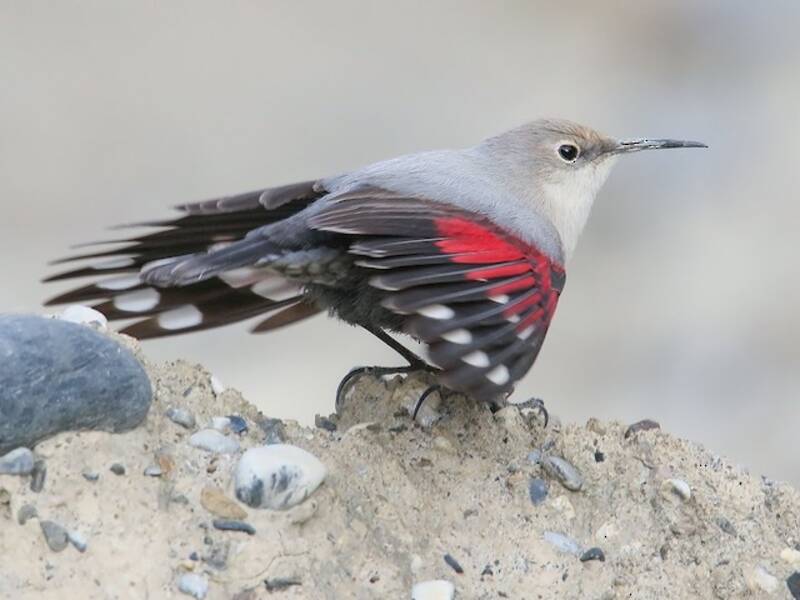 Wallcreeper, Photos 3