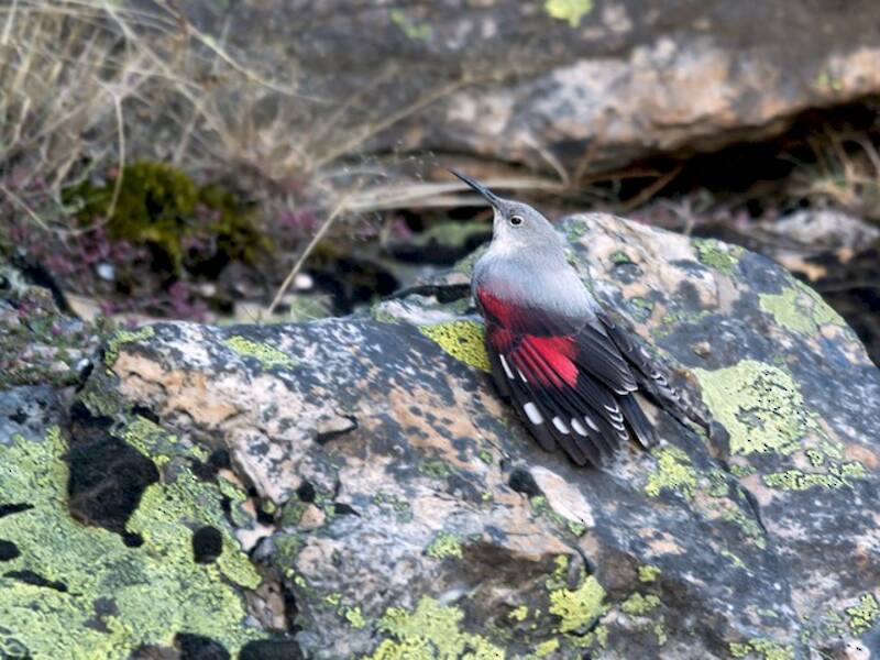 Wallcreeper, Photos 2