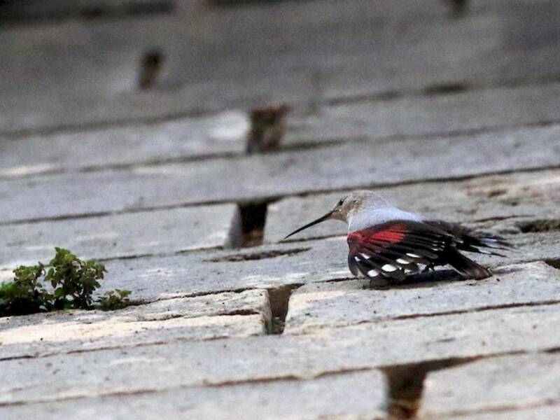 Wallcreeper, Photos 4