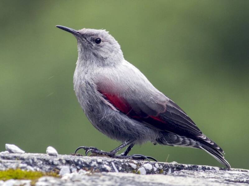 Wallcreeper (Tichodroma muraria)