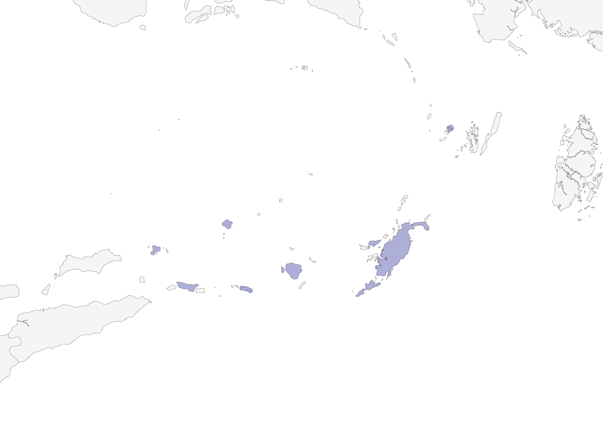 Pito della Wallacea, Distribuzione 1