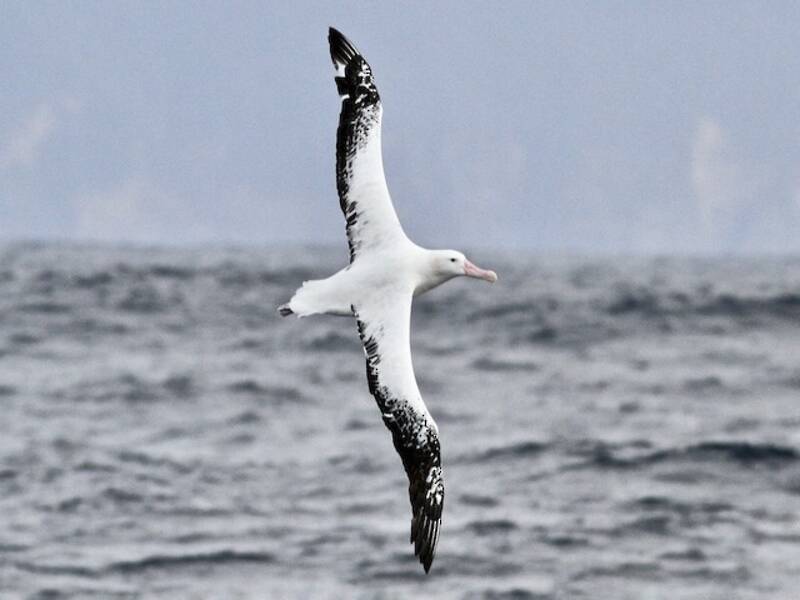 Wanderalbatros, Fotos 3
