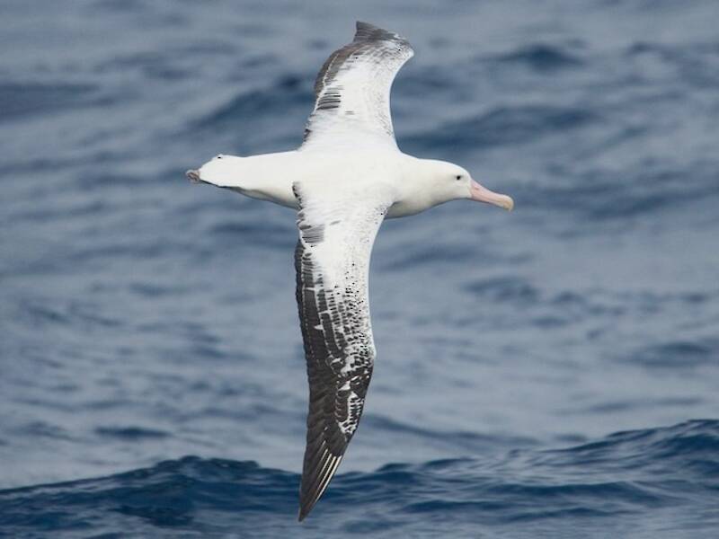 Snowy Albatross (Diomedea exulans)