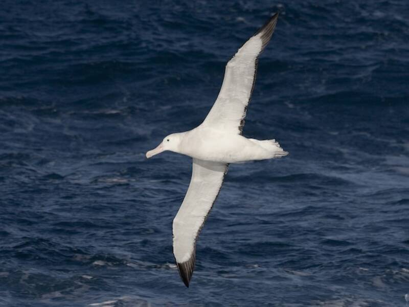 Wanderalbatros, Fotos 2