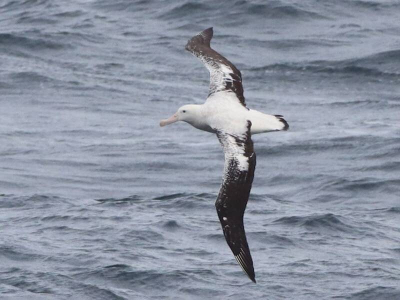 Albatro di Tristan