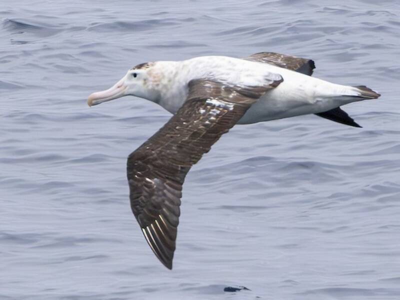 Tristan Albatross, 照片 2