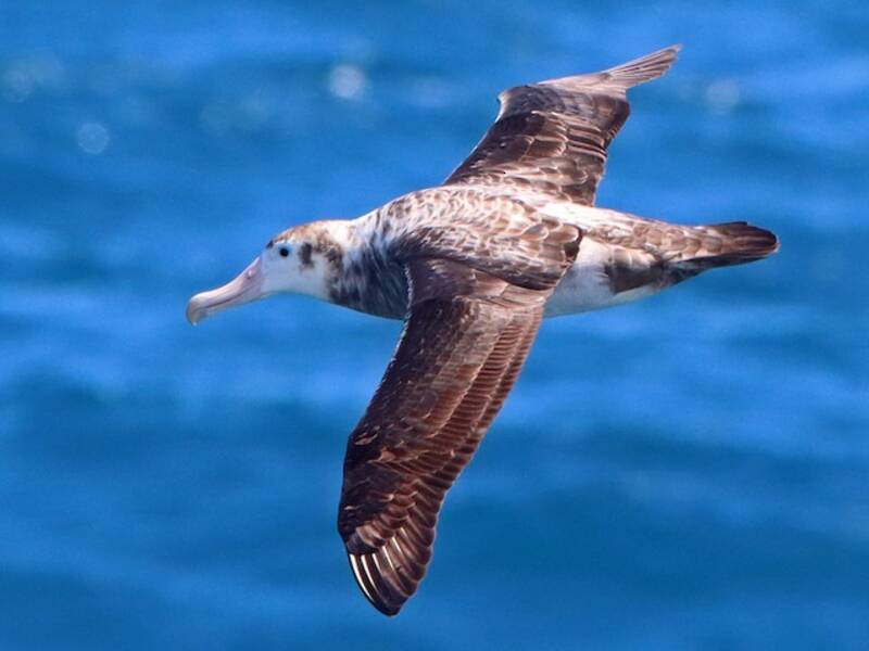 Tristan Albatross, 照片 4