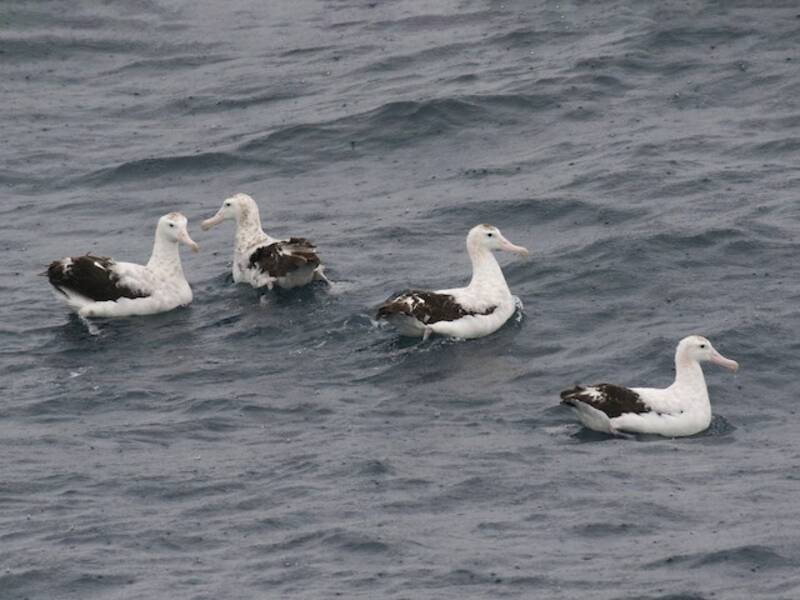 Tristan Albatross, 照片 3