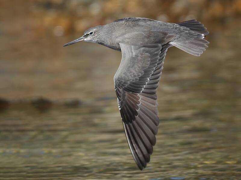 Wandering Tattler