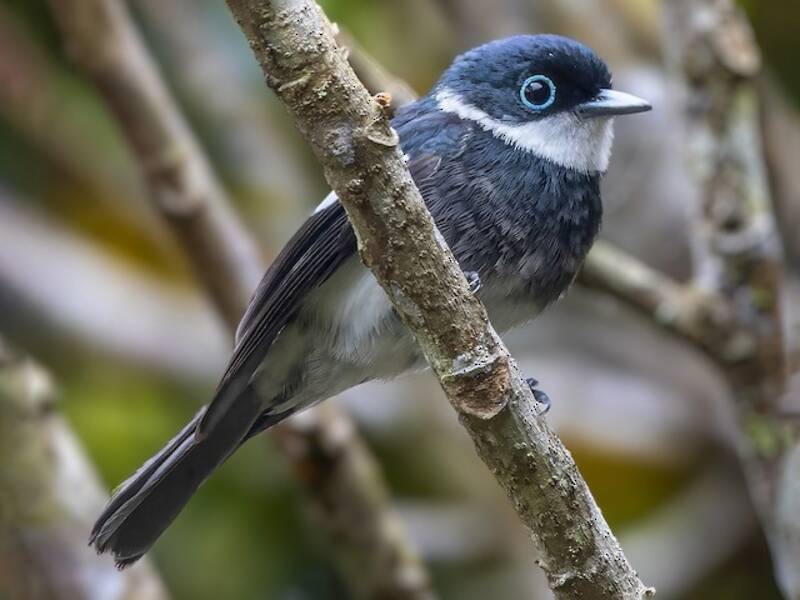 Ward's Flycatcher