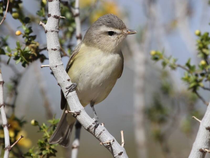 Vireo Gorjeador, Fotos 3