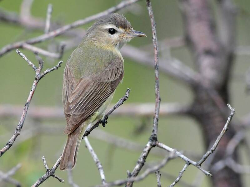 Vireo Gorjeador, Fotos 2