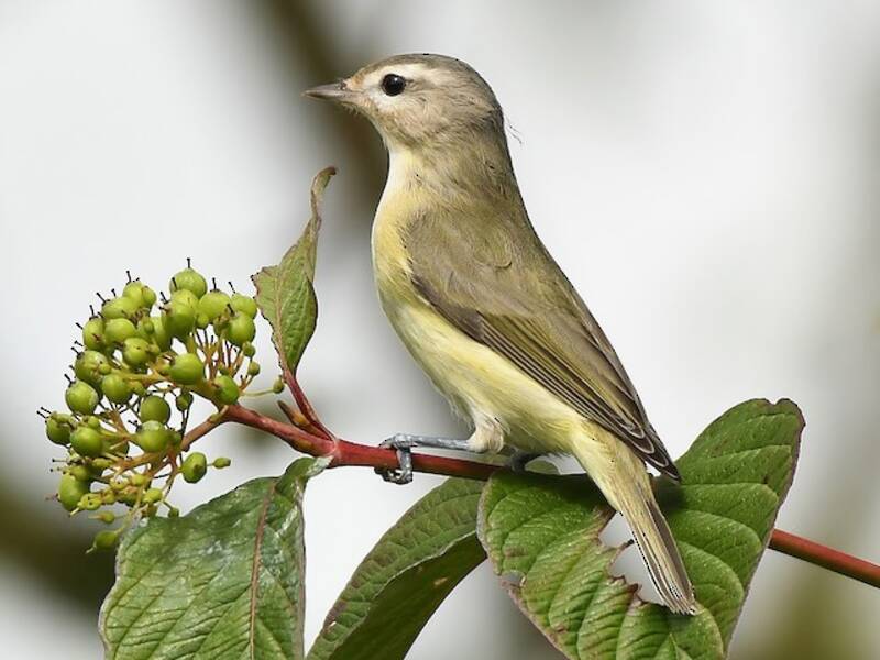 Vireo canoro
