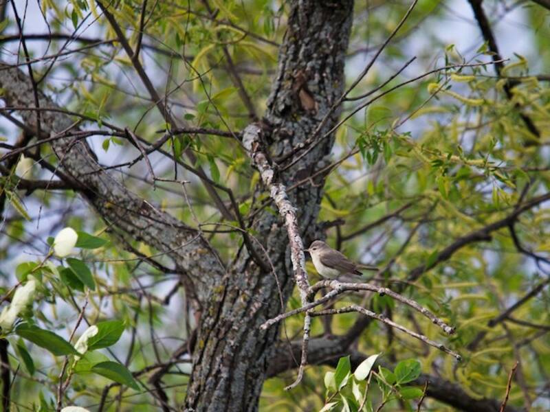 Vireo Gorjeador, Fotos 4