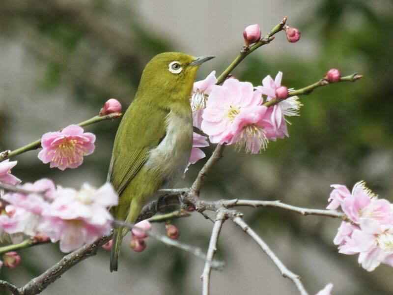 Warbling White-eye (Zosterops japonicus)