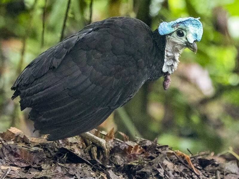Talégalo de Latham, Fotos 2