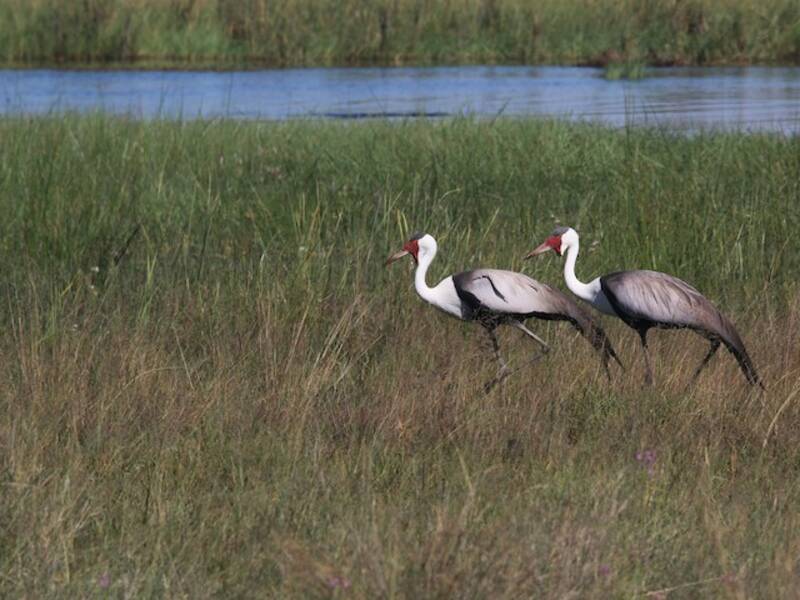 Wattled Crane