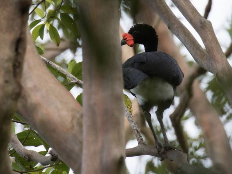 Wattled Curassow, Photos 3
