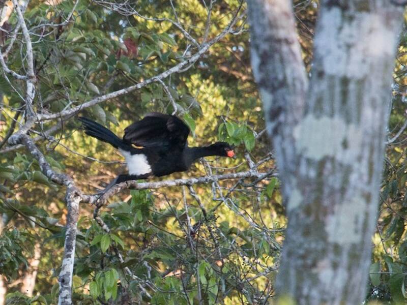 Wattled Curassow, Photos 2