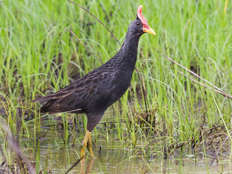 Mohrenhuhn