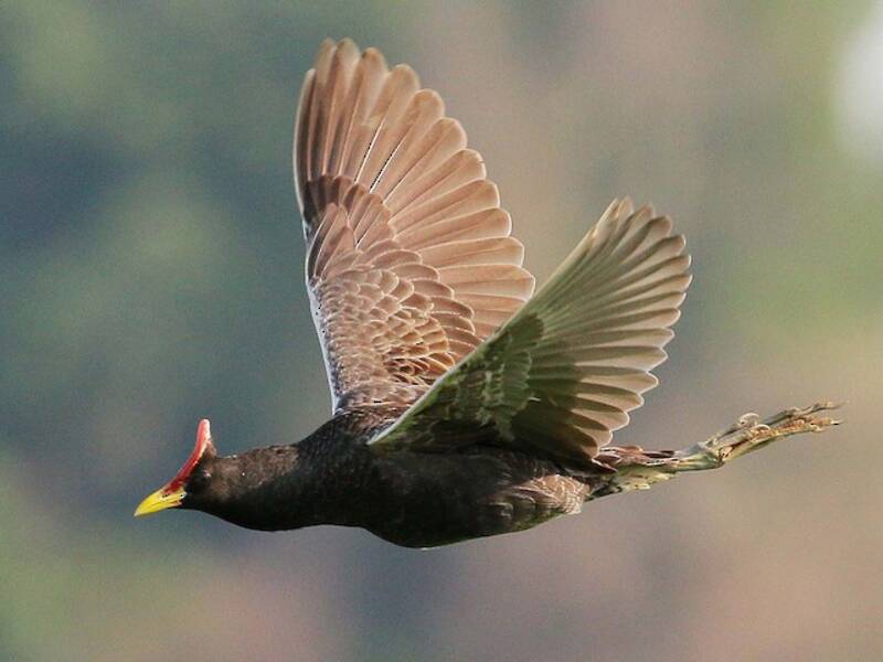 Watercock, Photos 2