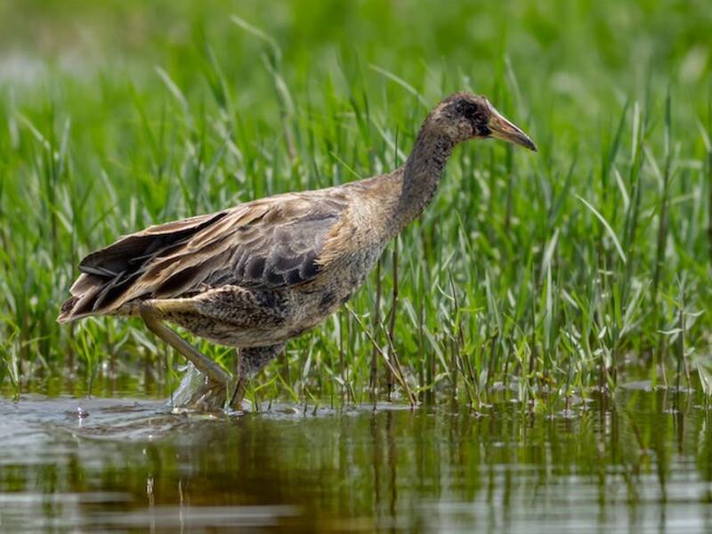 Watercock, Photos 3