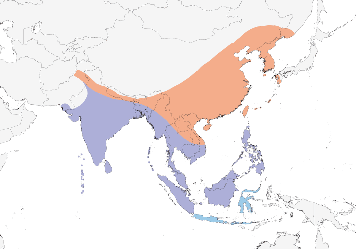 Watercock, Distribution 1